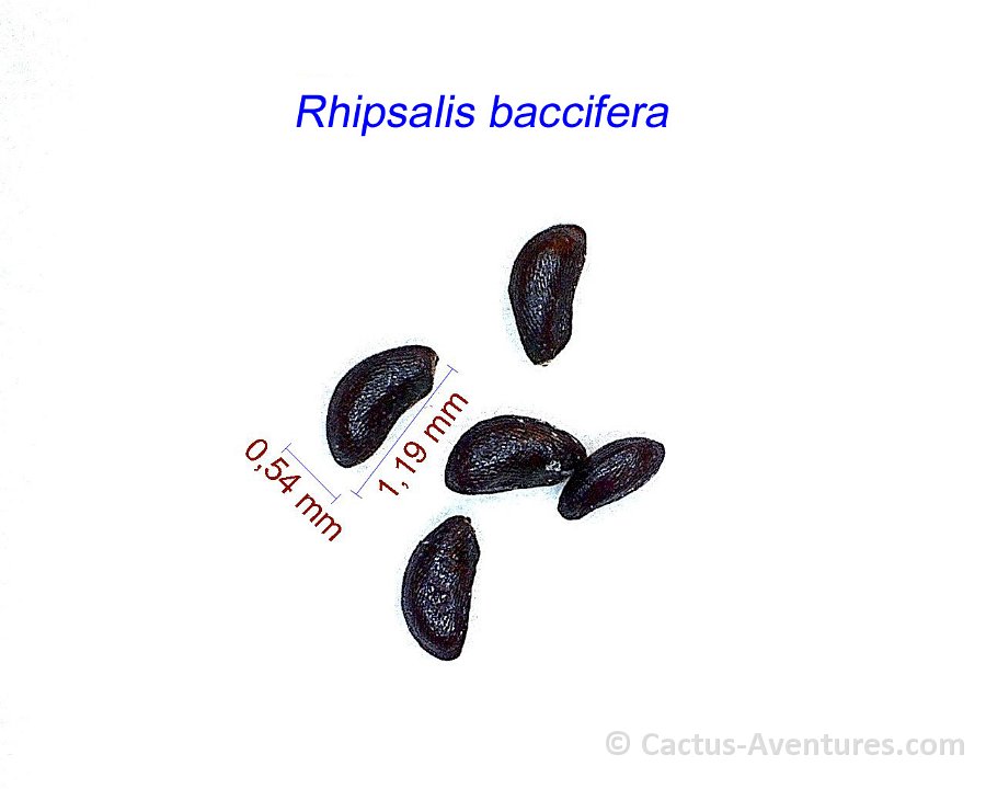 Rhipsalis baccifera 